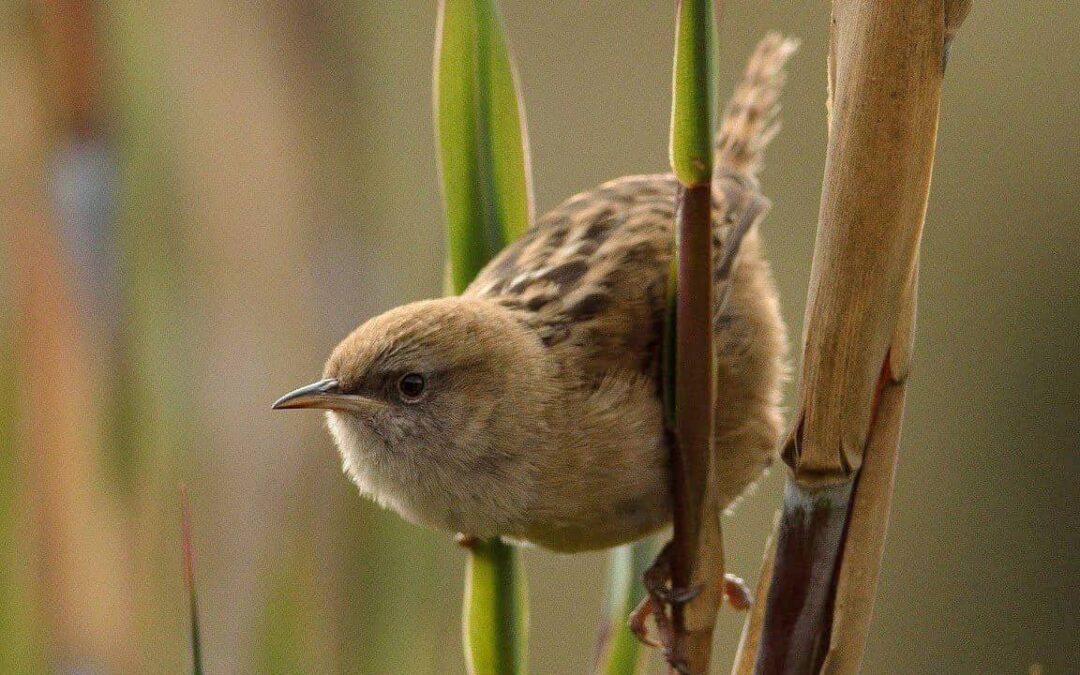 Todo está listo para el evento más importante del avistamiento de aves: el Global Big Day 2025