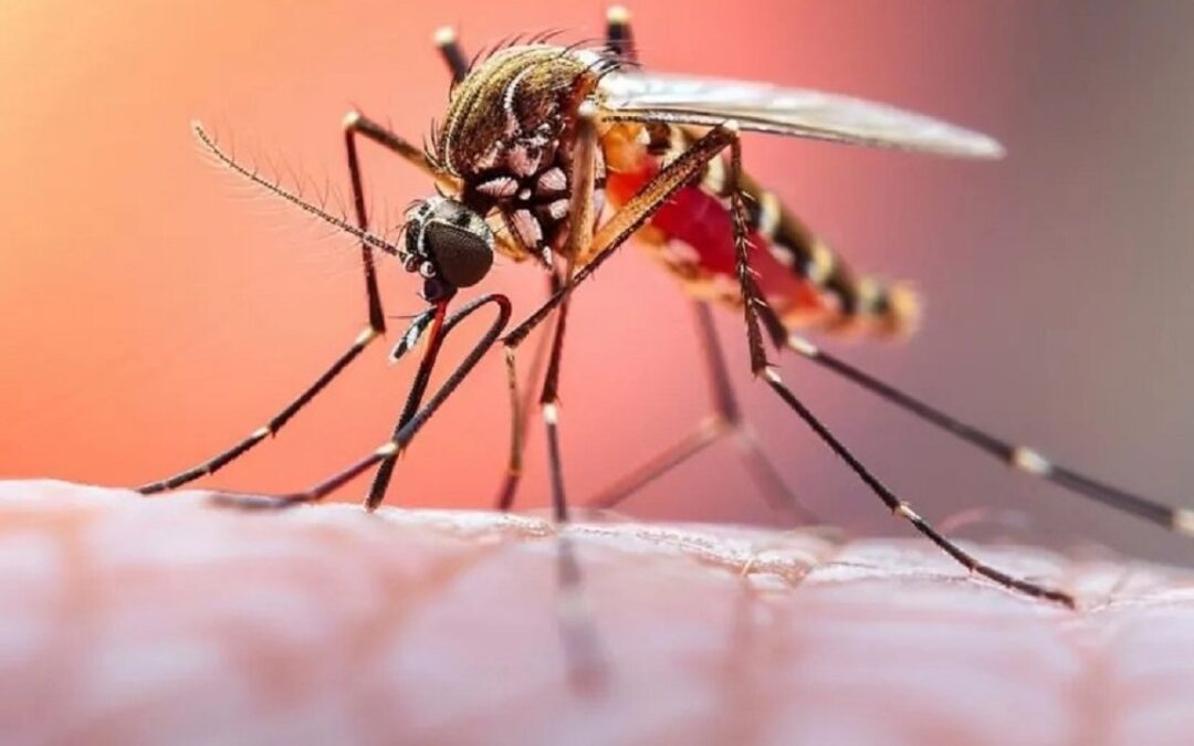 Yopal crea comité para el manejo de la fiebre amarilla