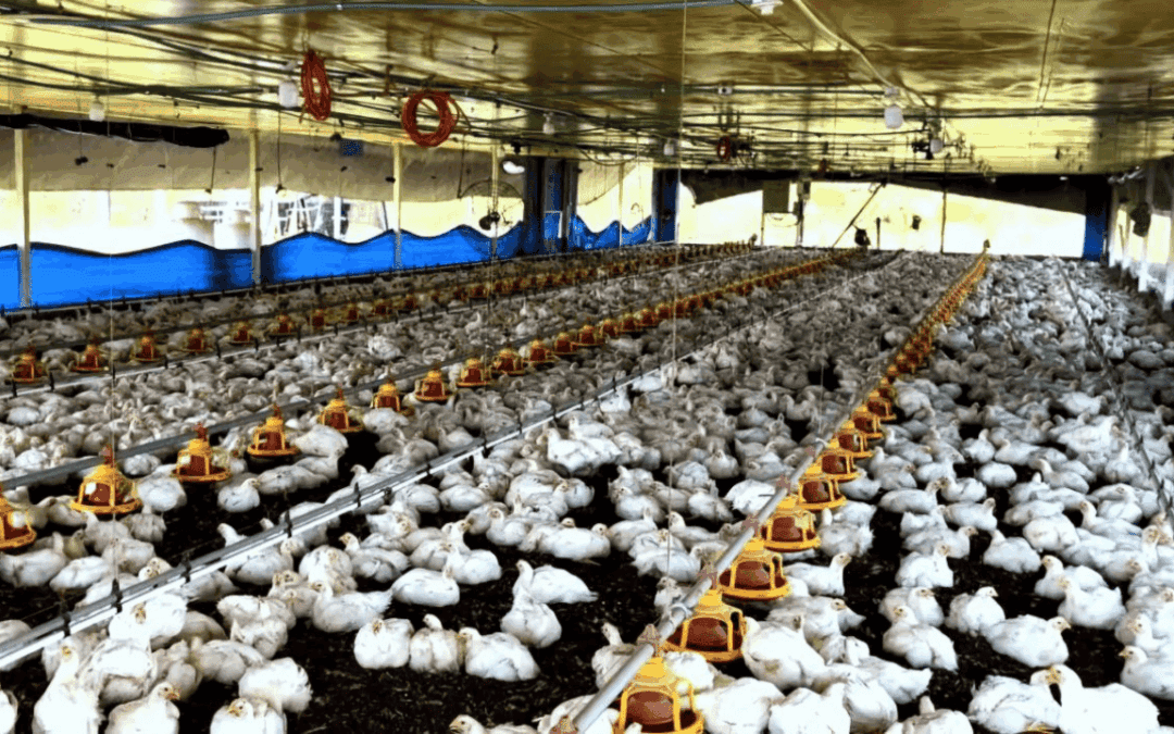 Casanare puede exportar carne de pollo