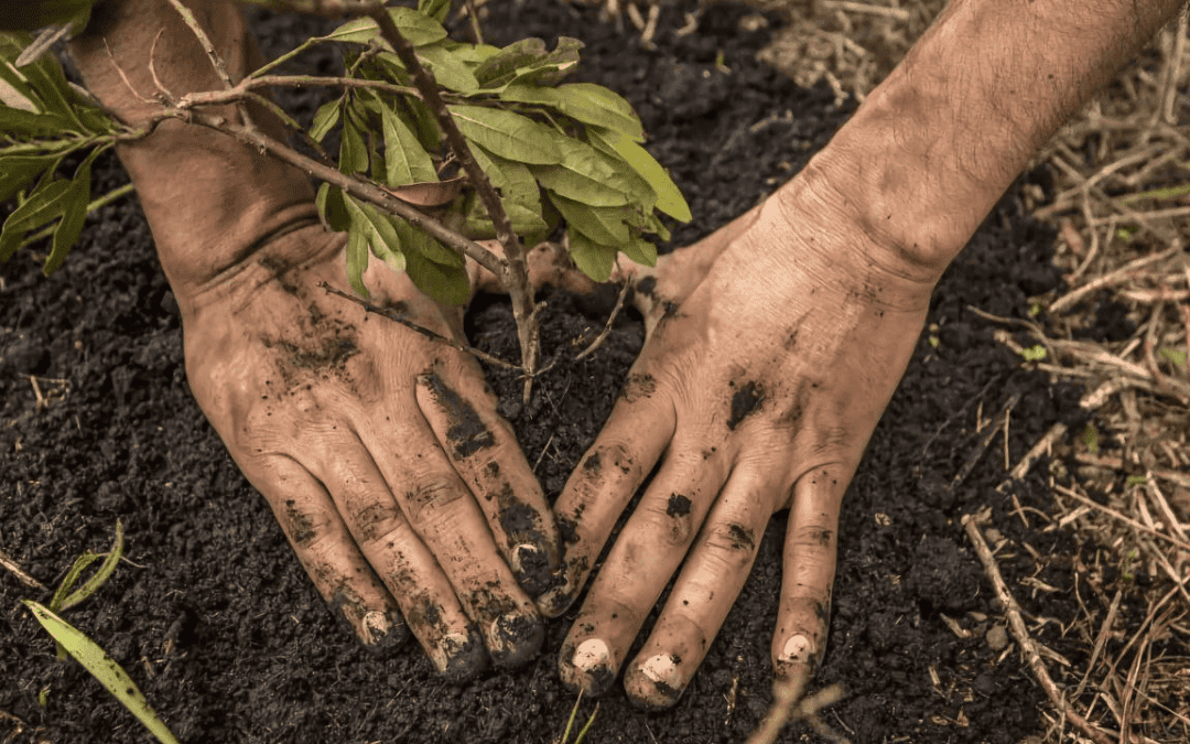 Así se celebrará hoy en Boyacá el Día Mundial del Ambiente: estas son las actividades que se realizarán en doce municipios