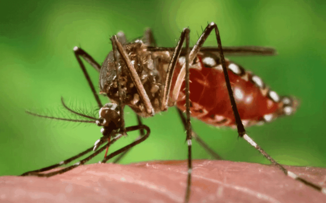 Emergencia pública en Casanare por fiebre amarilla