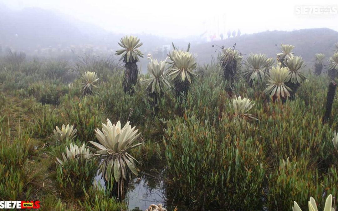Duitama será sede del ‘Encuentro de páramos 2025’, un espacio clave para la protección de estos ecosistemas
