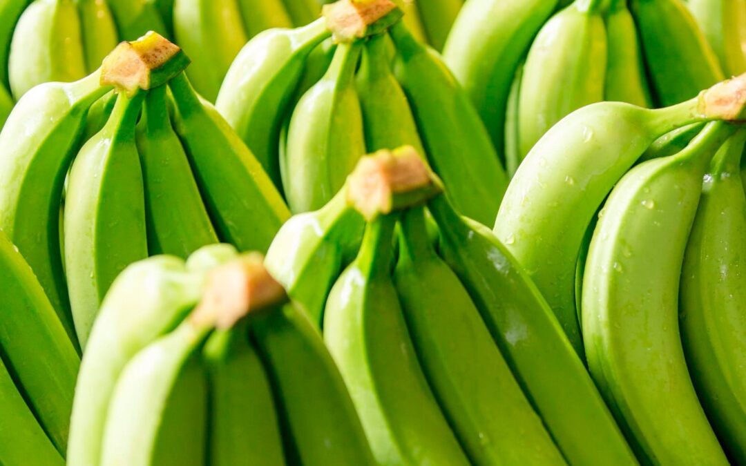 Caída del dólar golpea ingresos del sector bananero, alerta Asbama