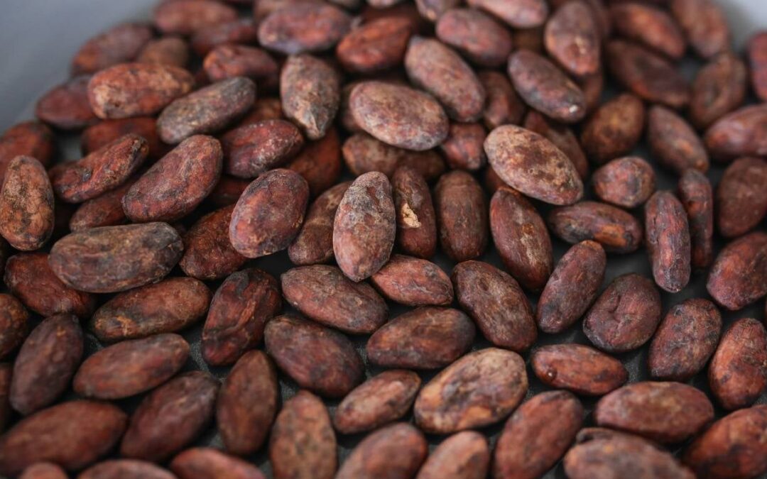 Cacaoteros piden ajustar la reforma laboral: “El campo no funciona como la ciudad”