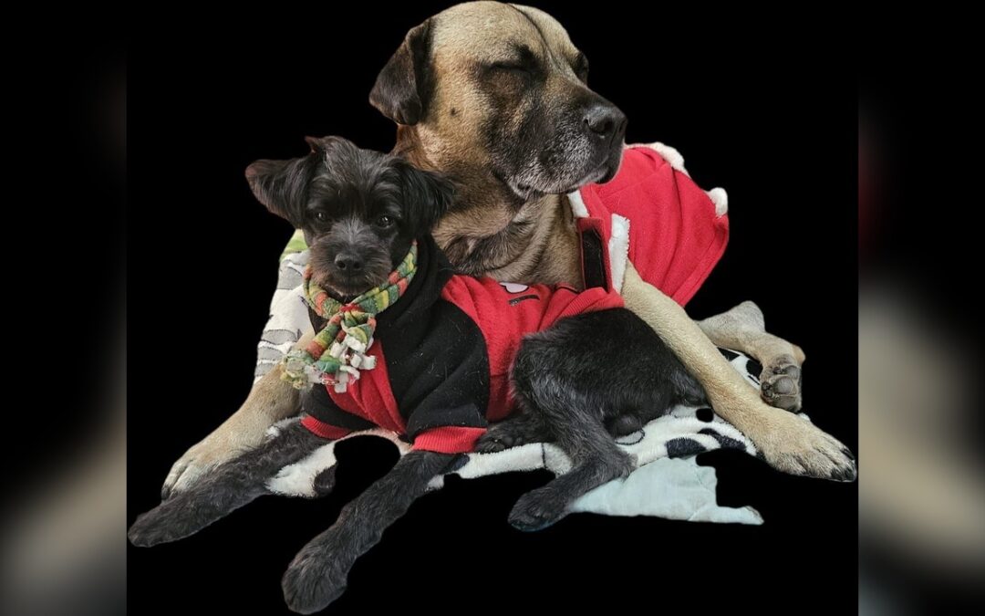 Gabrica lanza la campaña ‘No adoptes sin conciencia’ para reducir el abandono de mascotas después de Navidad