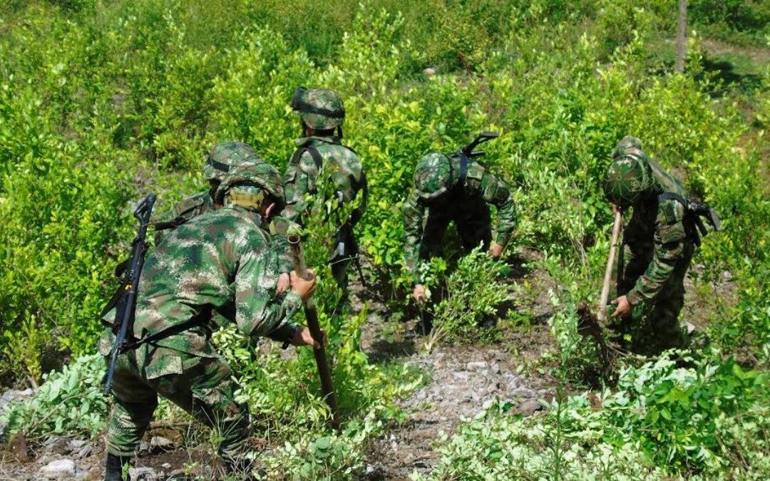 Contraloría detecta sobrepago millonario en interventoría del programa de sustitución de cultivos ilícitos del Gobierno