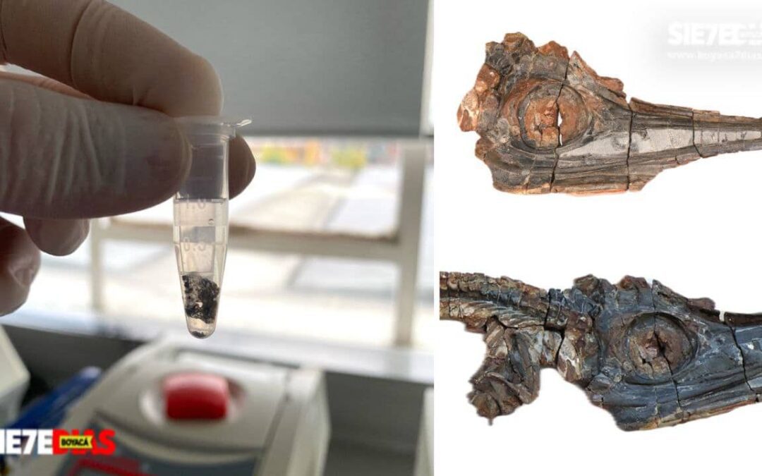 Descubren en Villa de Leyva restos de piel de un reptil marino que habitó hace 120 millones de años