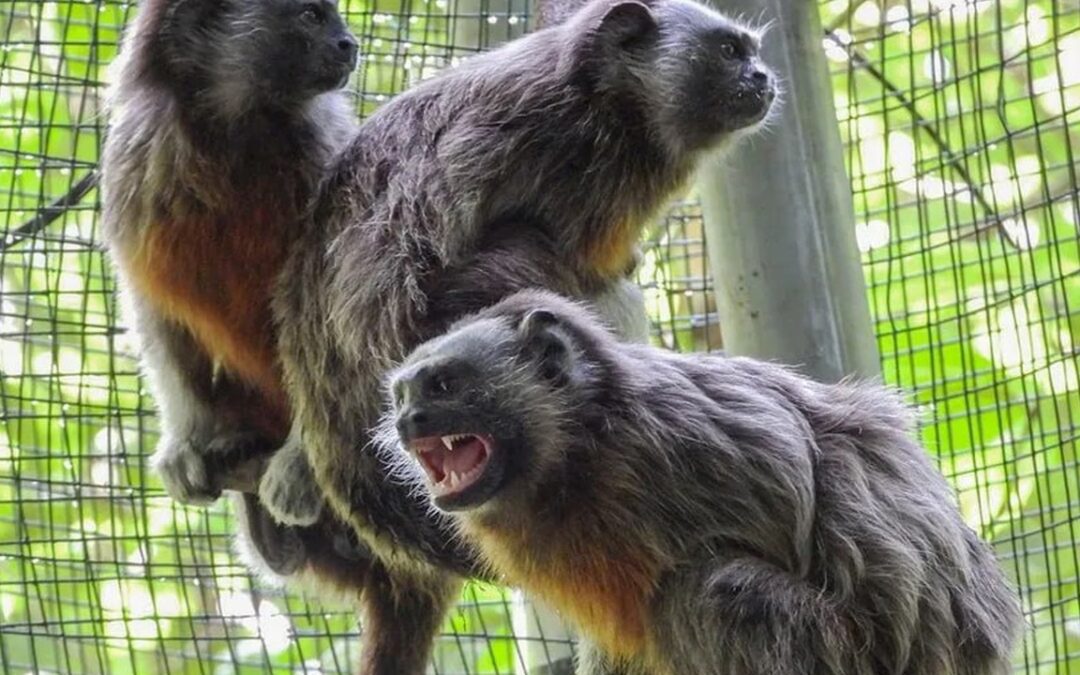 Cuatro monos titíes grises regresan a la libertad tras un proceso de rehabilitación en Colombia