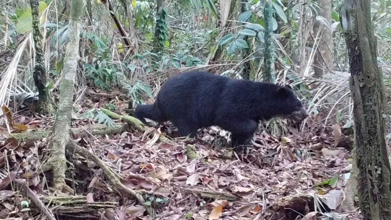 Avistamiento de osos andinos en zona rural de Paipa vuelve a encender alertas sobre conservación