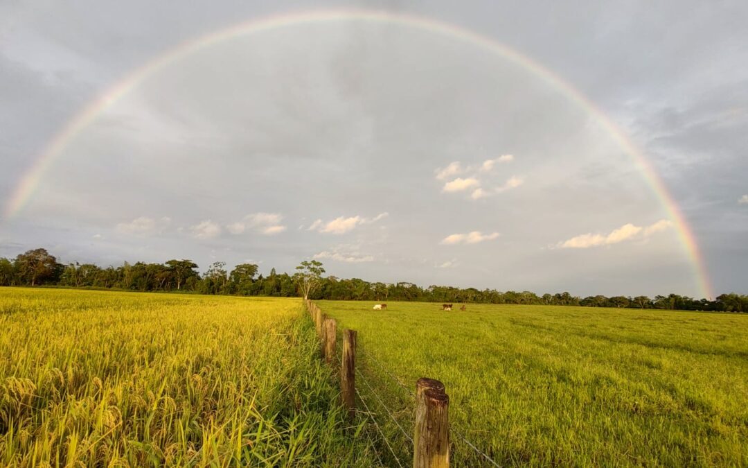 Colombia impone arancel del 30 % al arroz de Ecuador y restringe su transporte terrestre