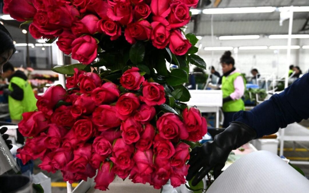 San Valentín impulsa exportación de 900 millones de tallos de flores colombianas a EE. UU.