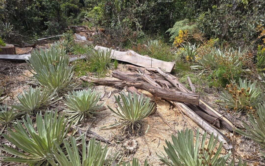 La CAR inicia proceso sancionatorio por afectación a frailejones en Ráquira