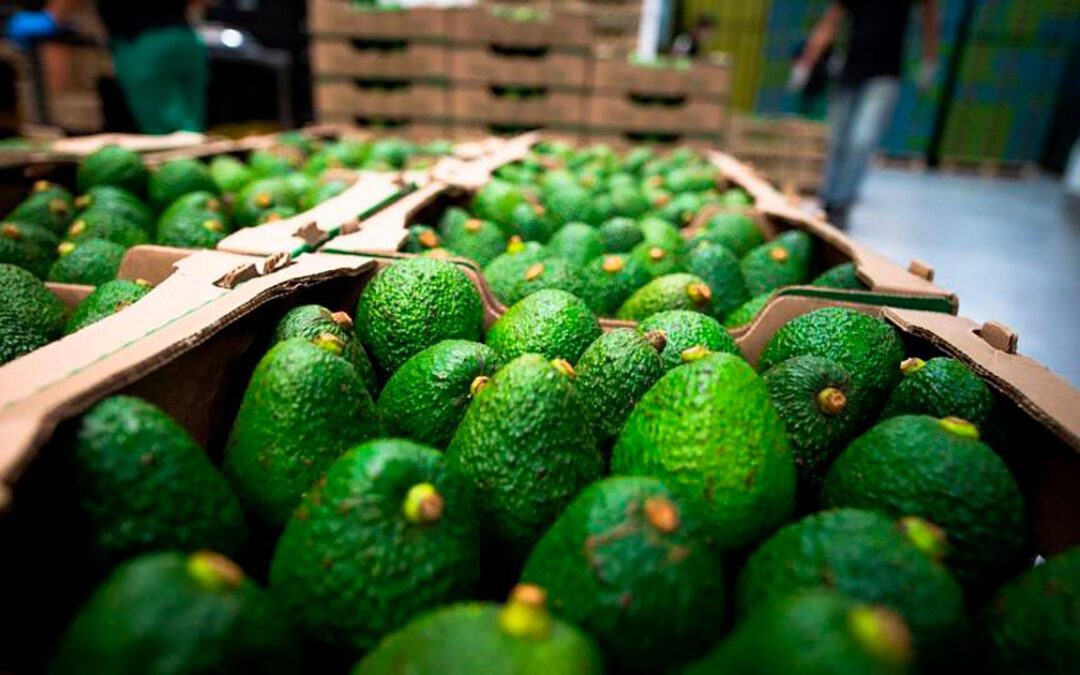 Exportaciones de aguacate aumentaron durante el 2025