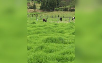 Venta de lote productivo de 21.000 m² en Paipa: ideal para agro y ganadería