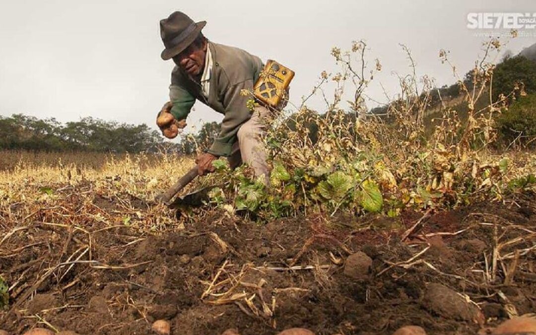 Agricultores y productores rurales podrán capacitarse para exportar sus productos
