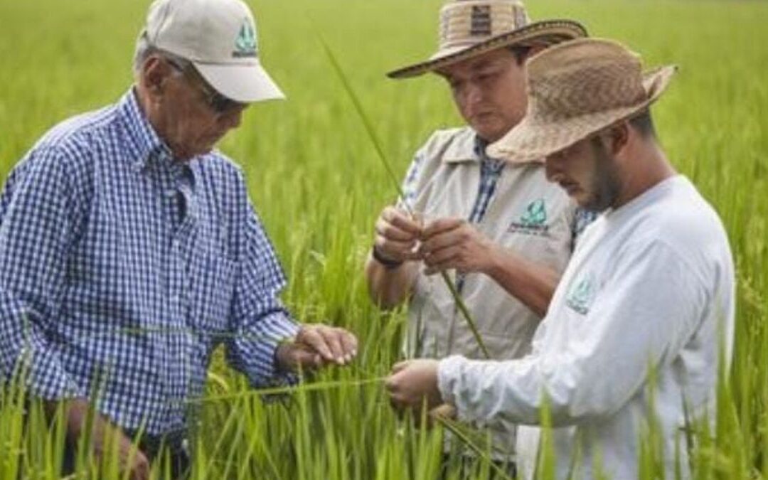 Contraloría halla presunto daño patrimonial por $4.037 millones en recursos del Fondo Nacional del Arroz