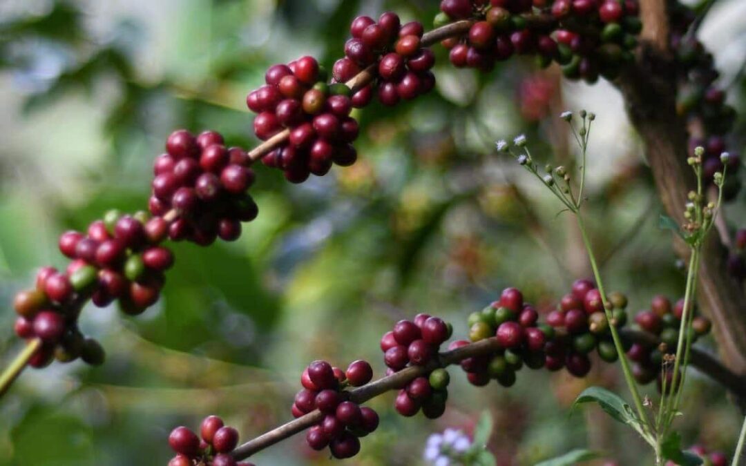 Las exportaciones de Boyacá durante el 2025 cayeron el 17,2% por alta dependencia del sector minero – energético