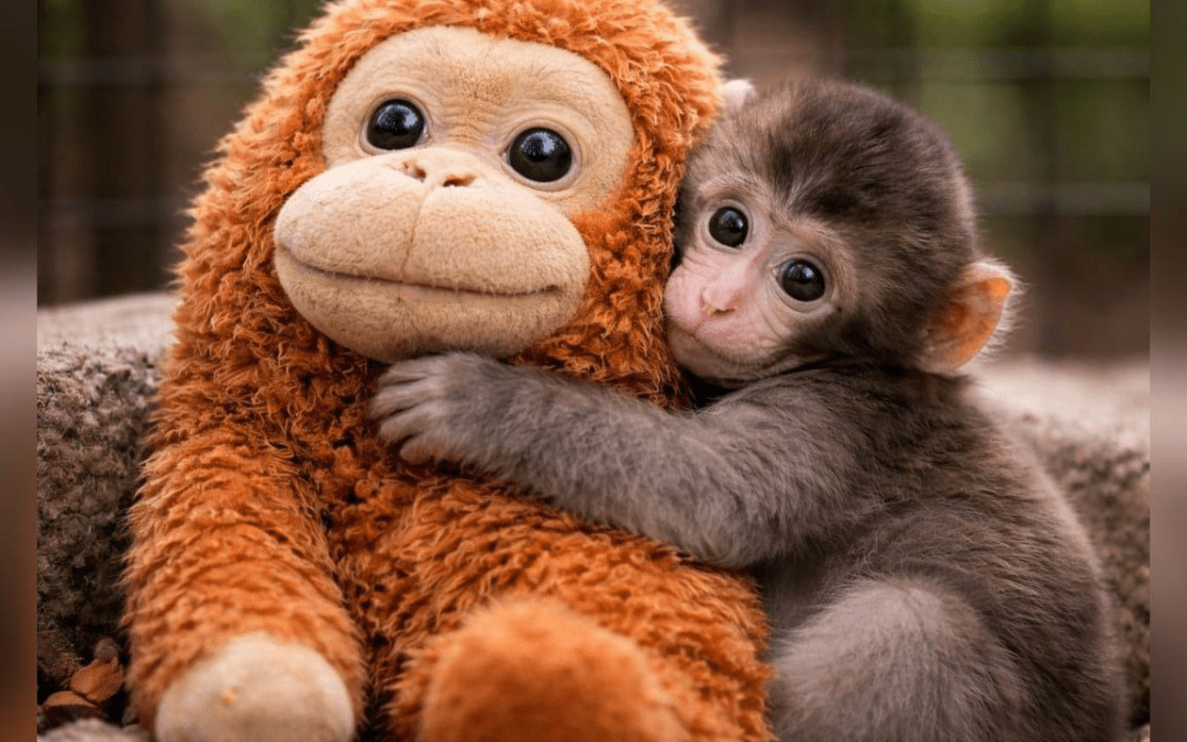 El peluche que unió a internet: cómo Punch Mono se convirtió en símbolo contra el bullying