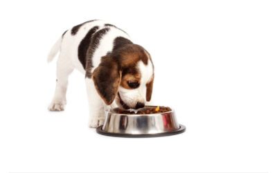 La palatabilidad se consolida como el nuevo factor decisivo en la alimentación de perros y gatos en Colombia