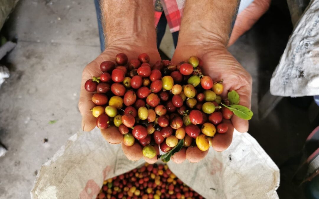 Café del Huila llegará a China, Europa y Medio Oriente con más de 20 mil caficultores