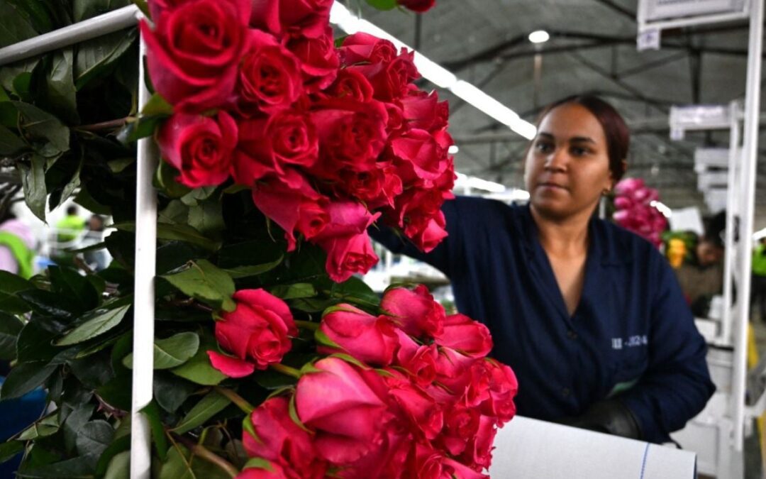 San Valentín despega desde El Dorado: la logística aérea detrás de la exportación de flores colombianas