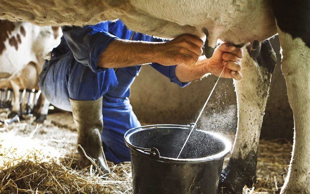 Ministra de Agricultura descarta crisis lechera y anuncia medidas para fortalecer la producción agropecuaria