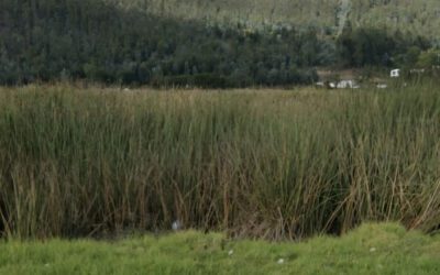 Le piden a Corpoboyacá que actúe para frenar daño a humedal de Tibasosa #Tolditos7Días