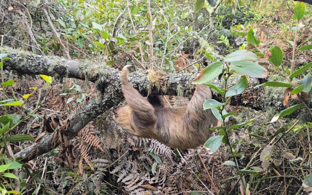 CAR Cundinamarca liberó un oso perezoso en el municipio de Caldas