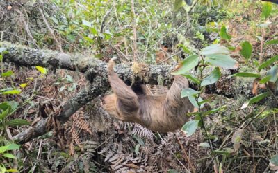 CAR Cundinamarca liberó un oso perezoso en el municipio de Caldas