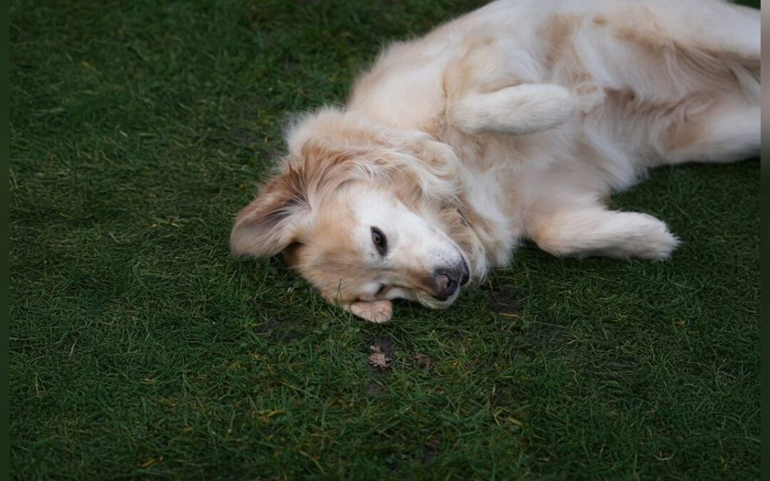 Seis de cada 10 parques en Colombia presentan parásitos prevenibles asociados a animales de compañía