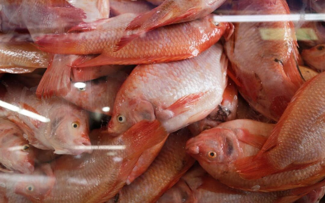 Semana Santa mueve el comercio en Bogotá: auge en pescado y artículos religiosos y caída en otros sectores