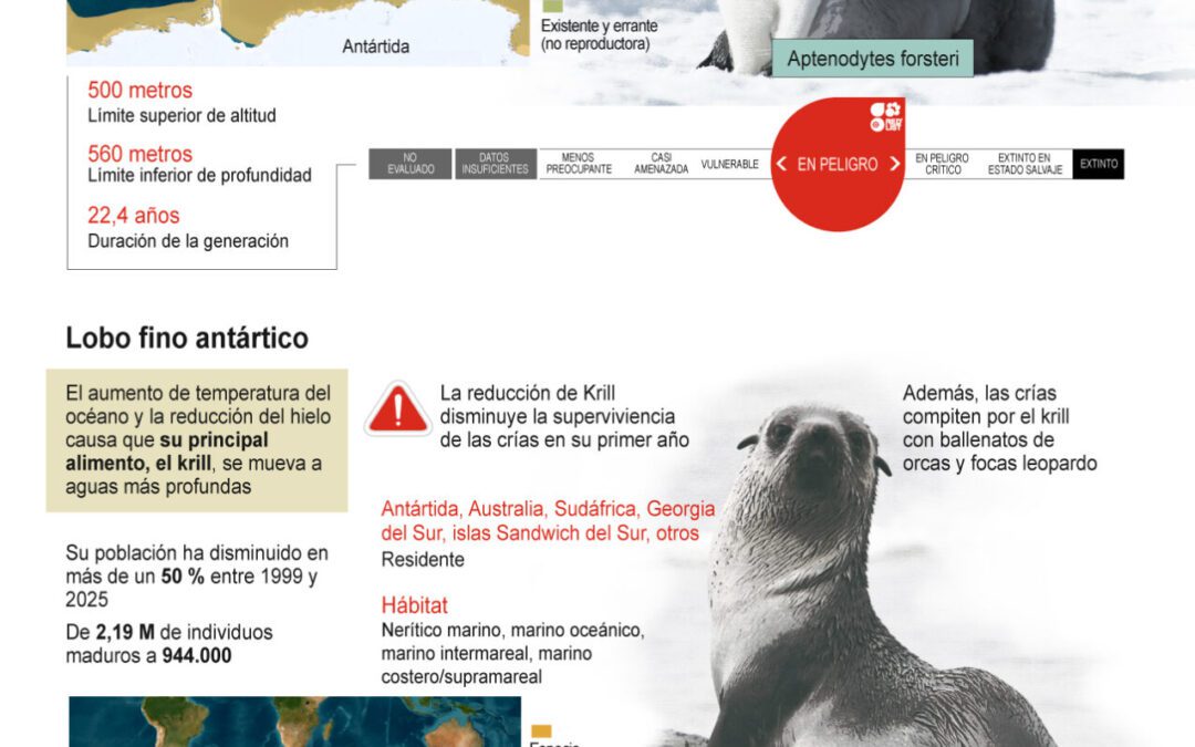 [Infografía] El pingüino emperador y el lobo fino antártico, incluidos entre las especies ‘en peligro’