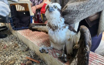 Águila pescadora no sobrevivió tras permanecer en cautiverio en Aquitania