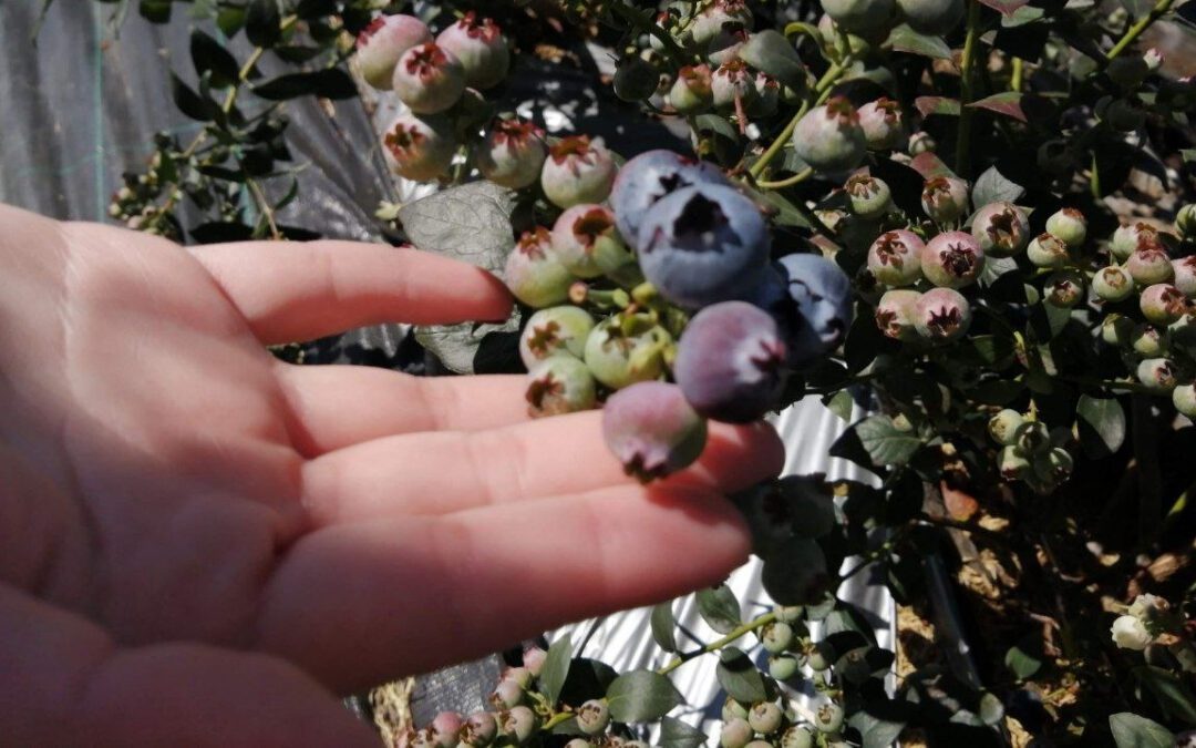 La industria del arándano en Colombia podría crecer hasta un 20 % en el 2026