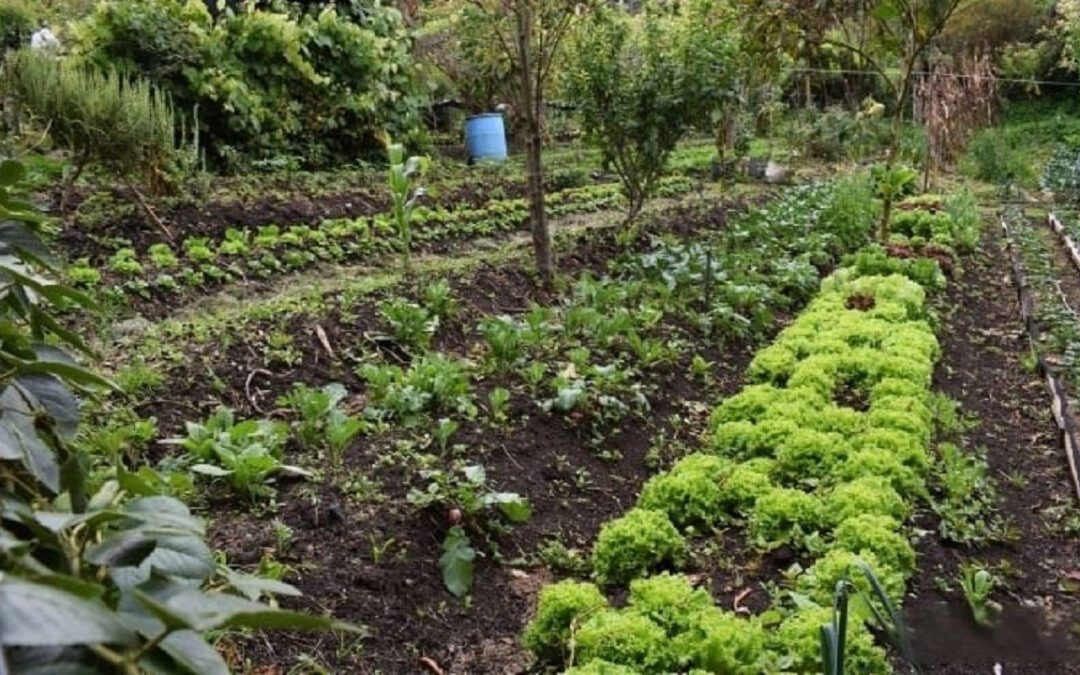 Día de la Tierra: la ruta poco visible de los alimentos que llegan al hogar y el reto de un sistema más sostenible