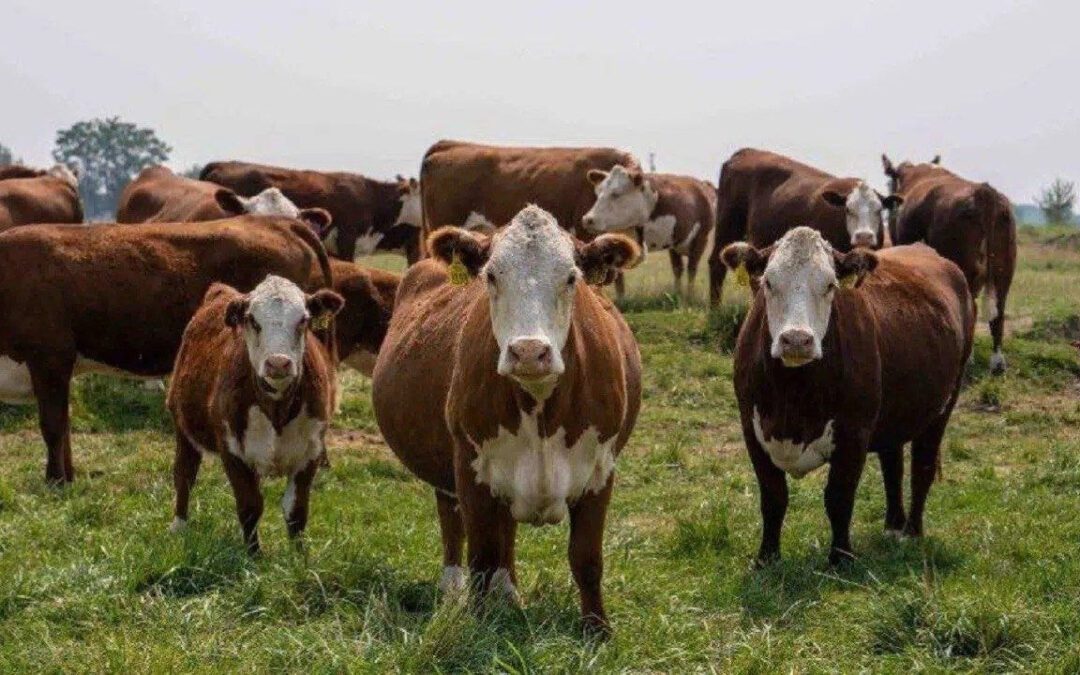 Un foro en Bogotá pondrá a dialogar el presente y el futuro de la ganadería colombiana
