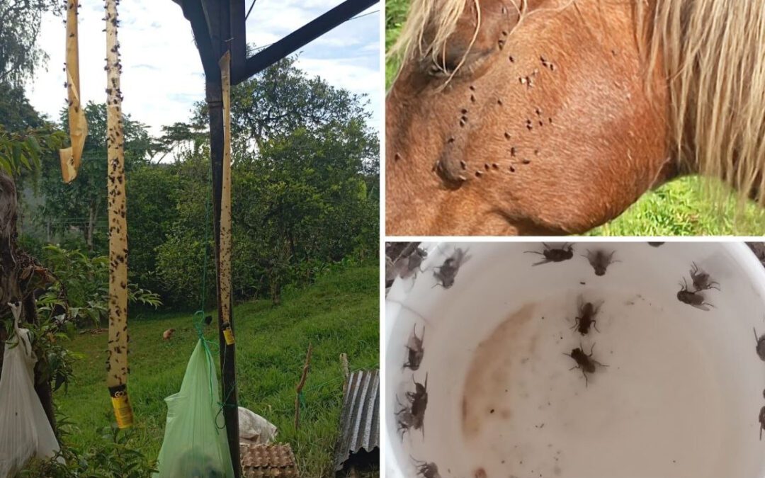 Comunidades de Moniquirá completan una semana de protesta por contaminación que estaría asociada a Pollos El Dorado