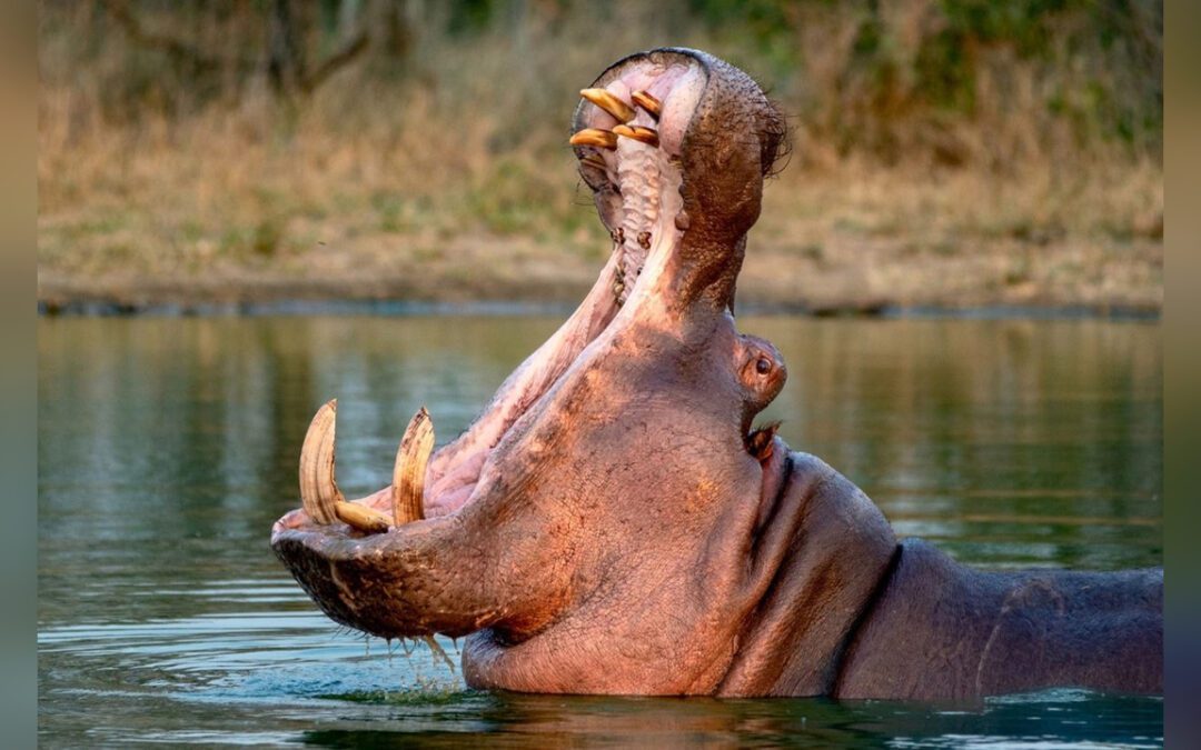 Un capricho de Pablo Escobar lleva a Colombia a optar por la eutanasia para 80 hipopótamos