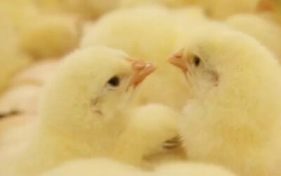 Pollos El Dorado responde a bloqueos comunitarios por presunta contaminación ambiental en Moniquirá