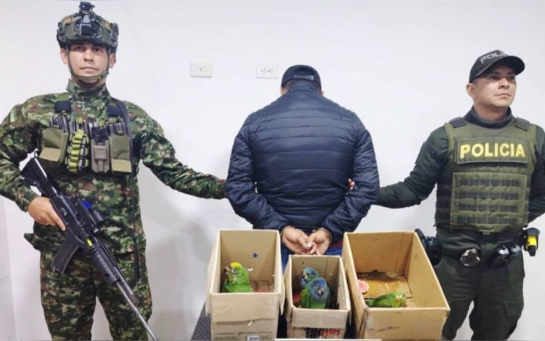 Capturan en Socha a hombre que transportaba fauna silvestre sin permisos