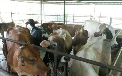 ¿Menos exportación y más subsidios? El plan del Gobierno para frenar el alza en el precio de la carne