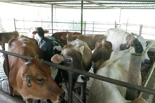 ¿Menos exportación y más subsidios? El plan del Gobierno para frenar el alza en el precio de la carne