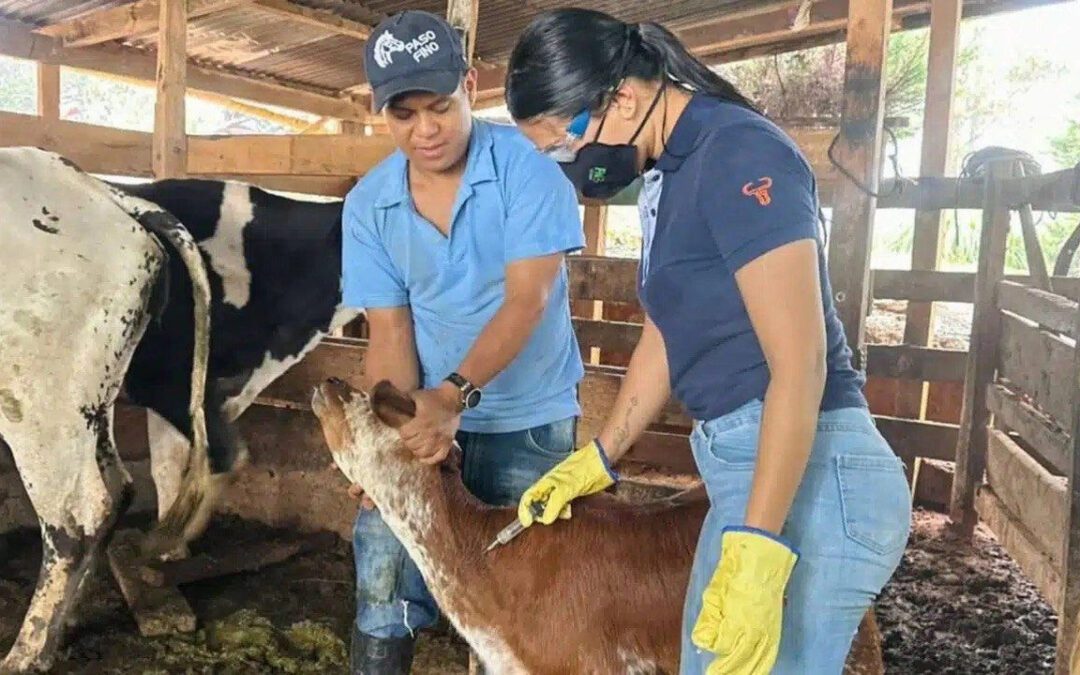 Fedegán insiste en que la vacunación del hato se realiza bajo lineamientos del ICA y responde a señalamientos del Gobierno nacional
