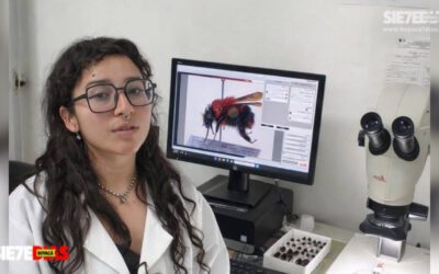 Del ‘gurrubo’ a la ciudad: la sogamoseña que investiga cómo las abejas sobreviven en entornos urbanos
