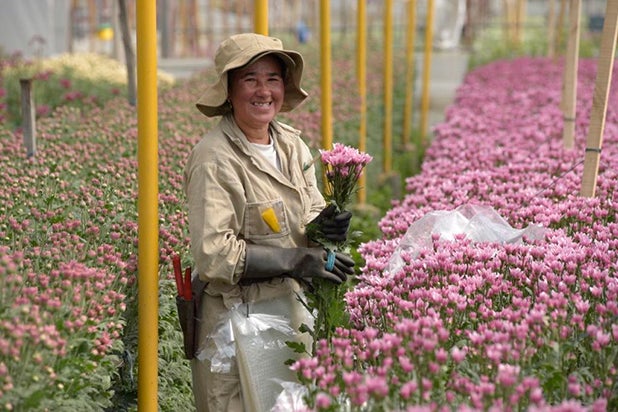 Laura Valdivieso asume la presidencia de Asocolflores en medio de retos de exportación