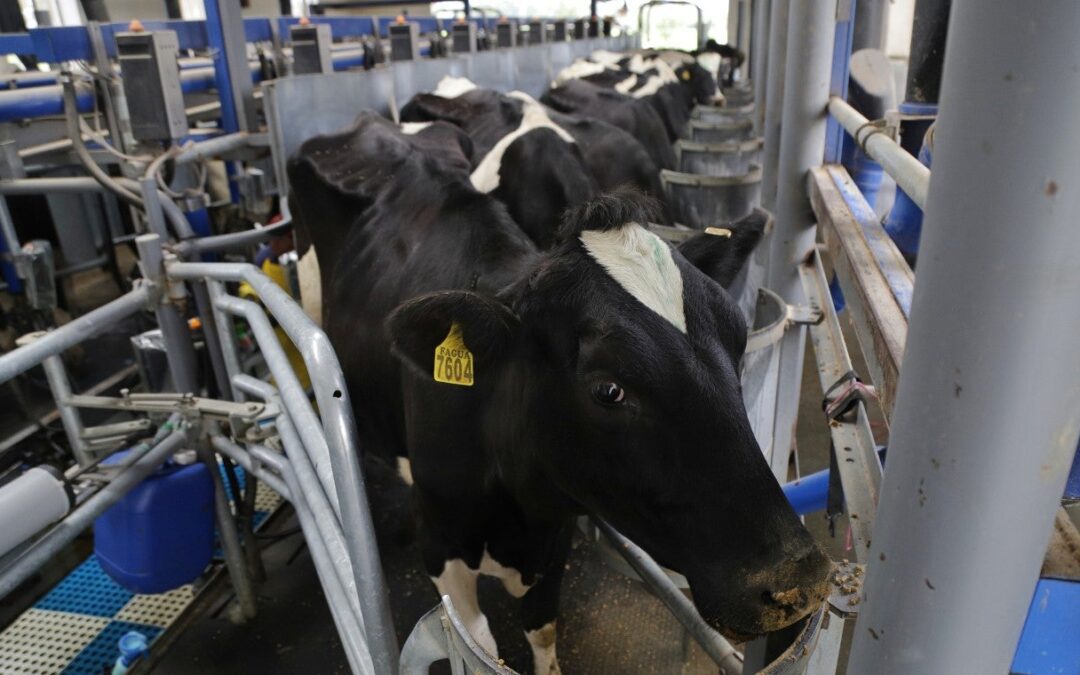 Bloqueos por impuesto predial afectan acopio de leche en Santander y Boyacá, advierte Asoleche