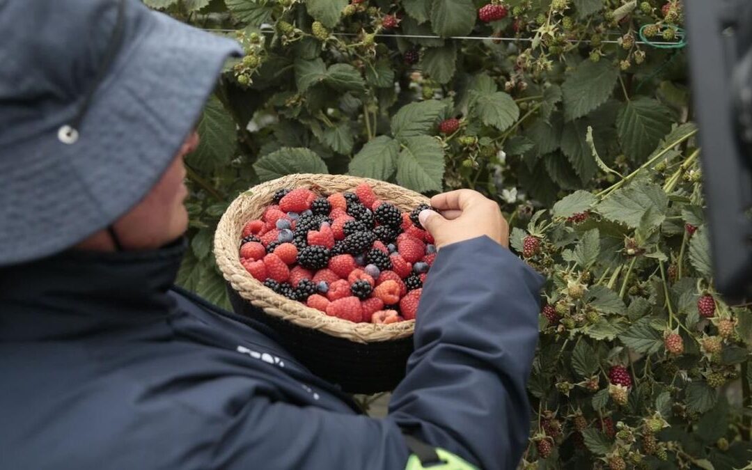 Frutos rojos ganan terreno en Colombia: claves del crecimiento y su impacto en el agro