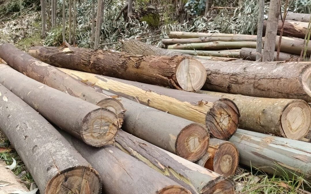Decomisan más de 33 metros cúbicos de madera en operativos ambientales en Boyacá y Cundinamarca
