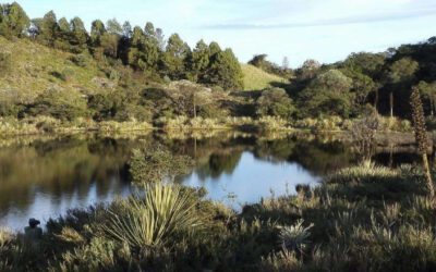 Consejo de Estado admitió demanda contra decreto relacionado con las Zonas de Reserva Campesina