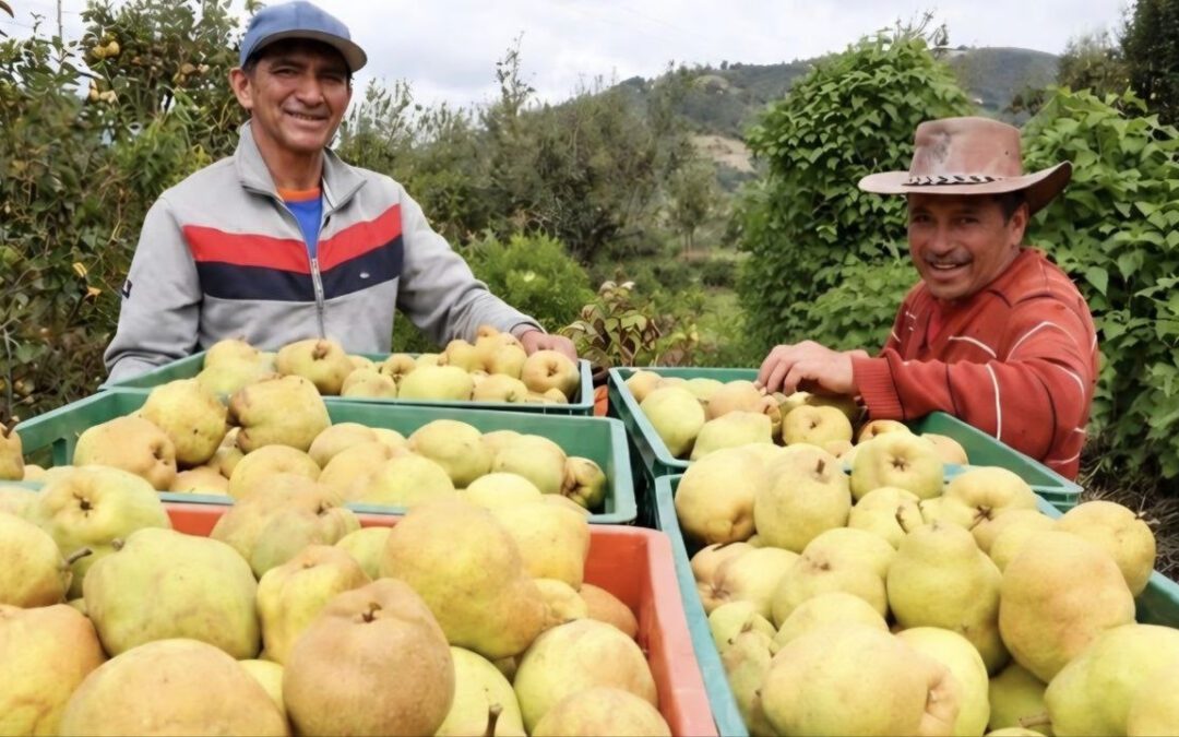 Hoy en Villa de Leyva entregarán peras a cambio de material reciclado #Tolditos7Días